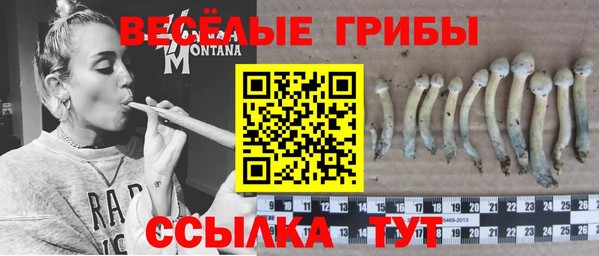 Псилоцибиновые грибы Psilocybe Черкесск